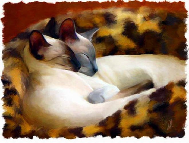 Denise Laurent - Sleeping Siamese