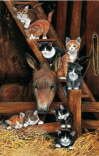 Chrissie Snelling - Barn Cats