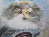 Dianne Whitney-Searle - Fluffy cat